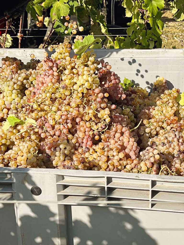 Uva Vermentino matura nei vigneti della Tenuta Carpoli vicino alla costa toscana