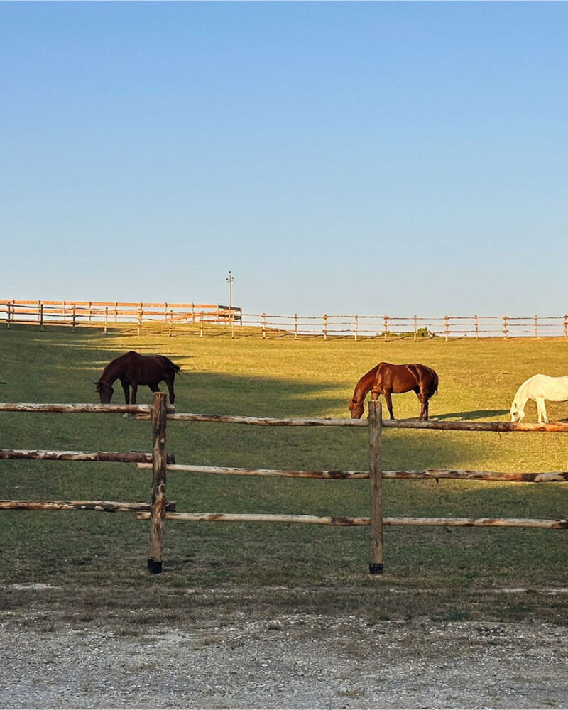 Cavalli allevati liberi nei prati della Tenuta Carpoli in Toscana