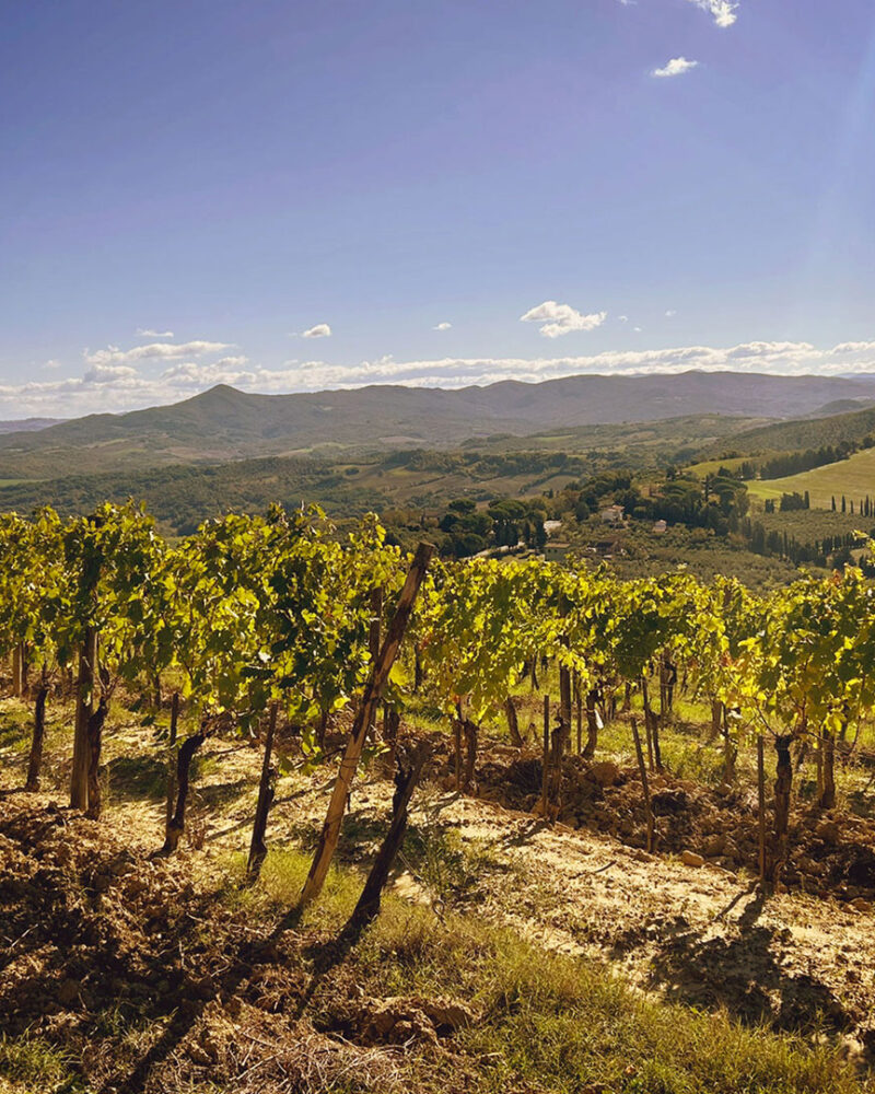 Vigneti della Tenuta Carpoli tra le colline della Costa Toscana